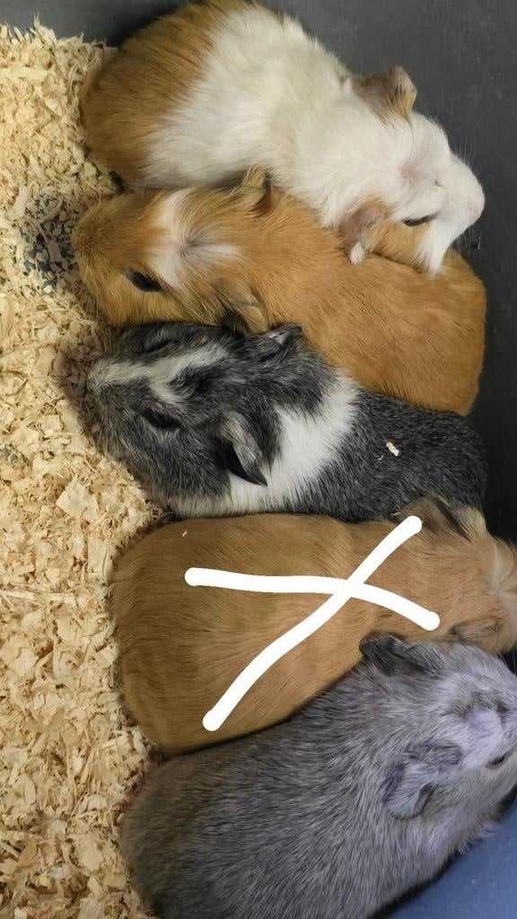 CUY Raszuivere Reuzencavia jonge dieren, Dieren en Toebehoren, Knaagdieren, Cavia, April, Meerdere dieren, Tam