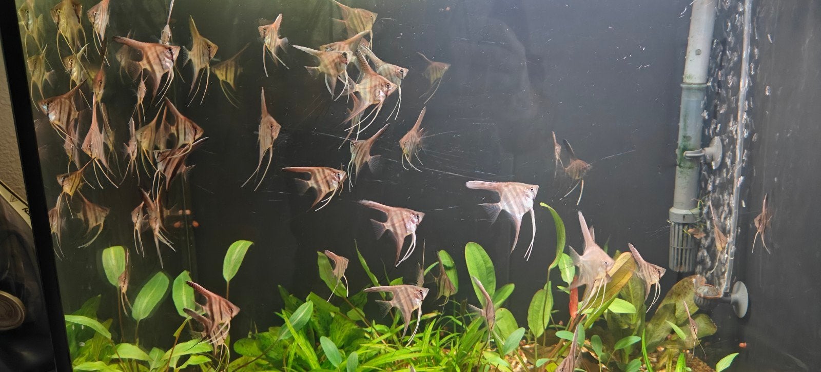 Pterophyllum scalare / maanvis  manacapuru red back jongen, Dieren en Toebehoren, Vissen | Aquariumvissen, Vis, Zoetwatervis, Schoolvis