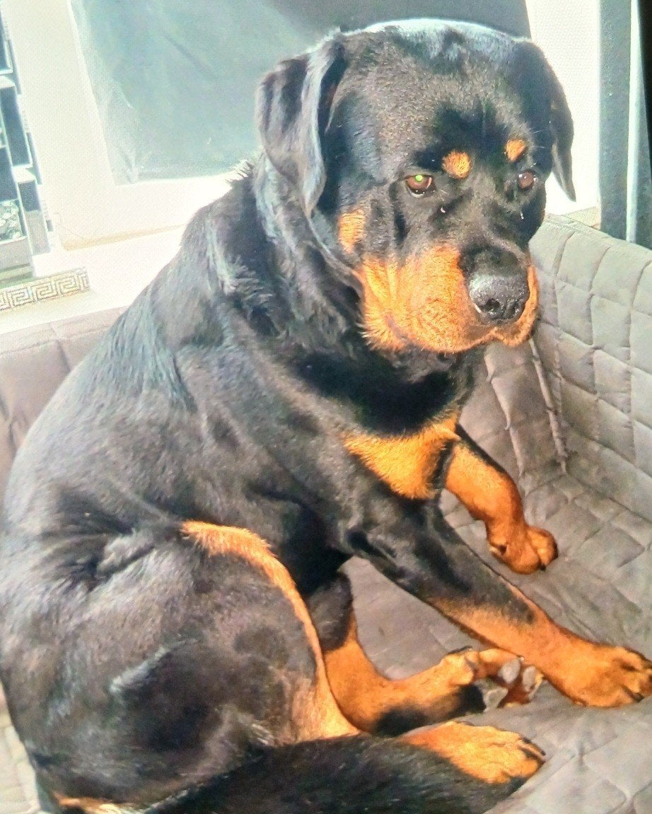 2x rottweiler dekreu aangeboden, Reu, 1 tot 2 jaar, Meerdere, Nederland