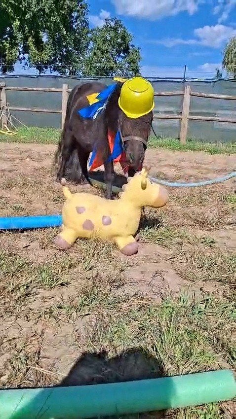 2 brave shetlander ruintjes! 🩵🩵 2 jaar oud