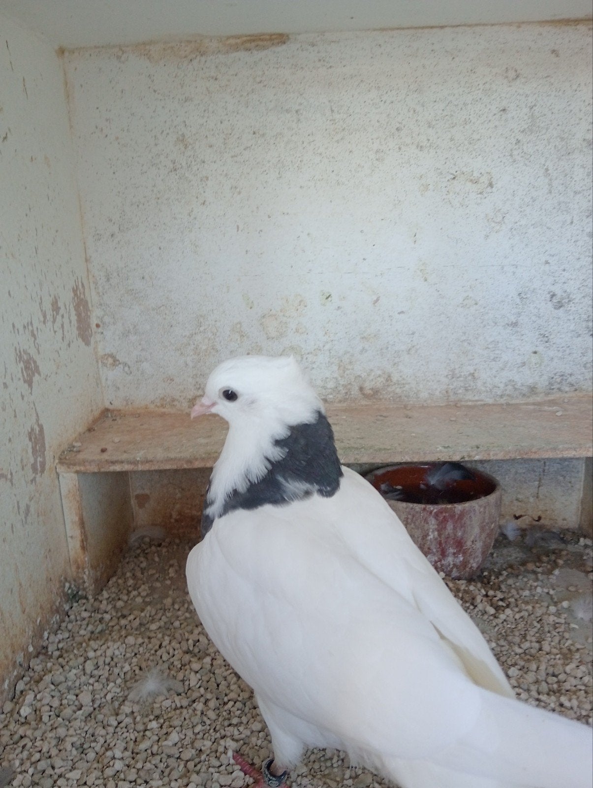 Jonge takla, Meerdere dieren