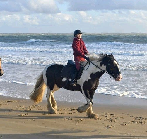 Verzorg- of bijrijdpony/paard gezocht, Dieren en Toebehoren, Paarden en Pony's | Overige Paardenspullen, Ophalen of Verzenden