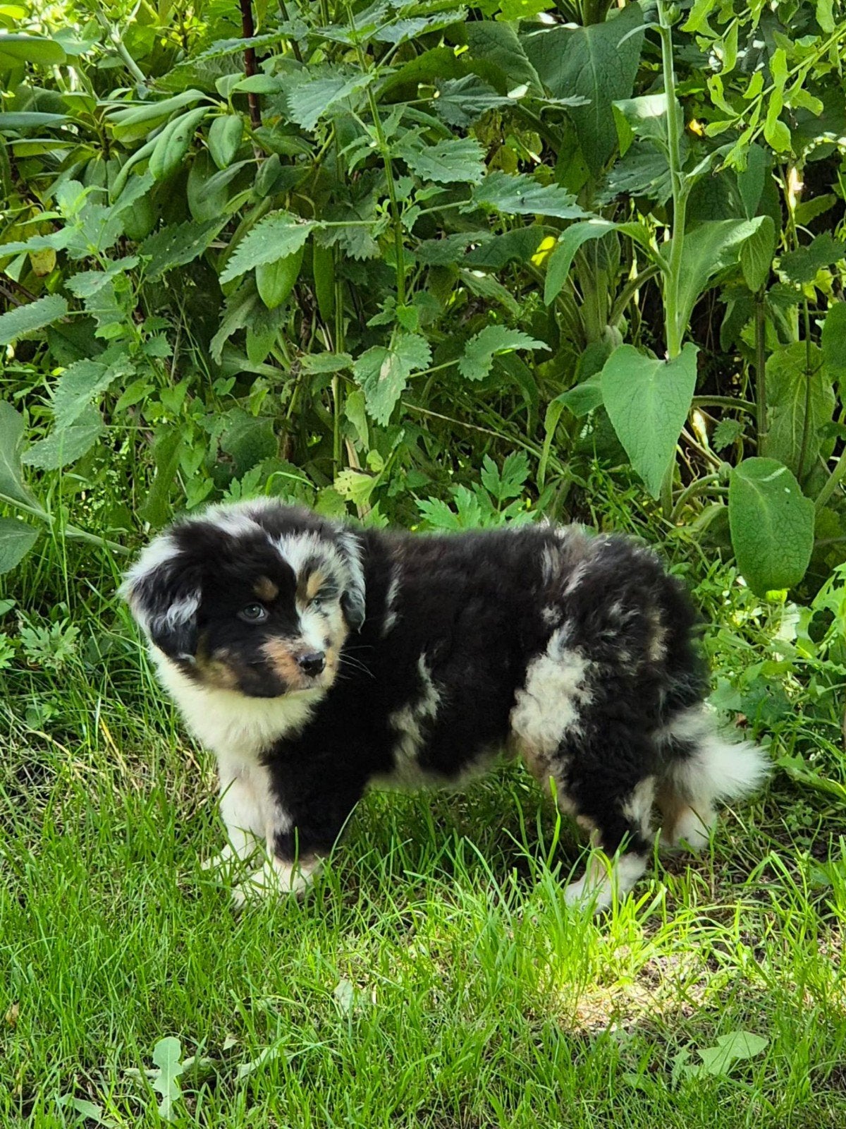 Australian shepherd x Golden retriever x Berner Sennen pups, Nederland, Meerdere, Meerdere dieren, Fokker | Professioneel