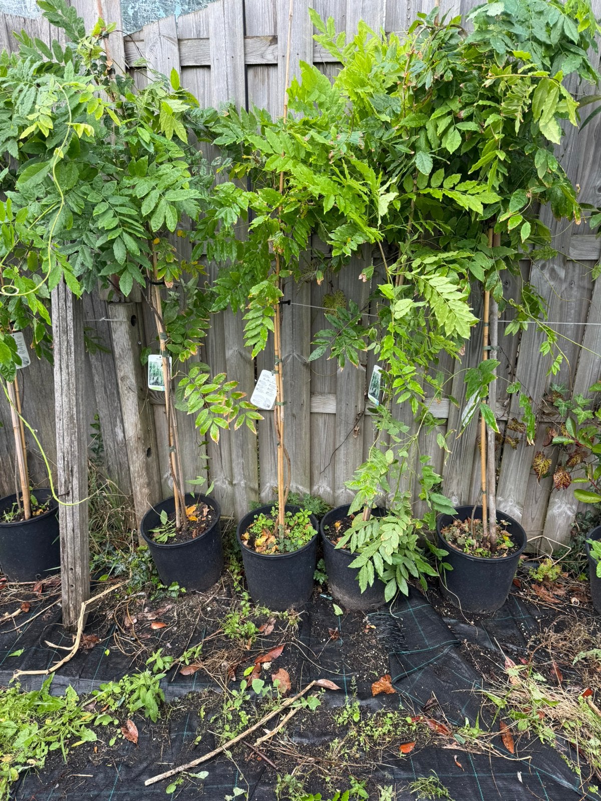 Witte blauwe regens of wisteria grote goed vertakt pst 19,95, Ophalen, Volle zon, Vaste plant, Klimplanten