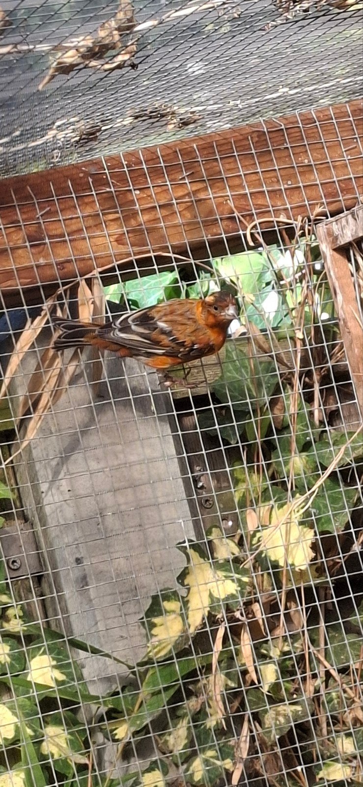 F1 kapoetsijs  goede zanger, Dieren en Toebehoren, Vogels | Overige Vogels, Mannelijk