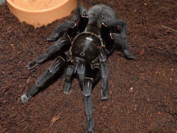 Cyriopagopus minax vrouw, Dieren en Toebehoren, Insecten en Spinnen, Spin of Schorpioen