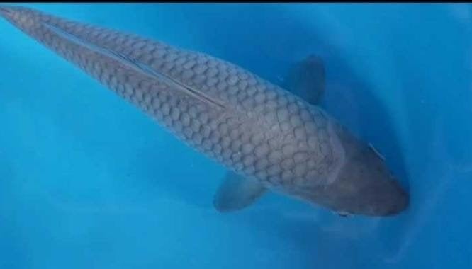 soragoi, Karper of Koi