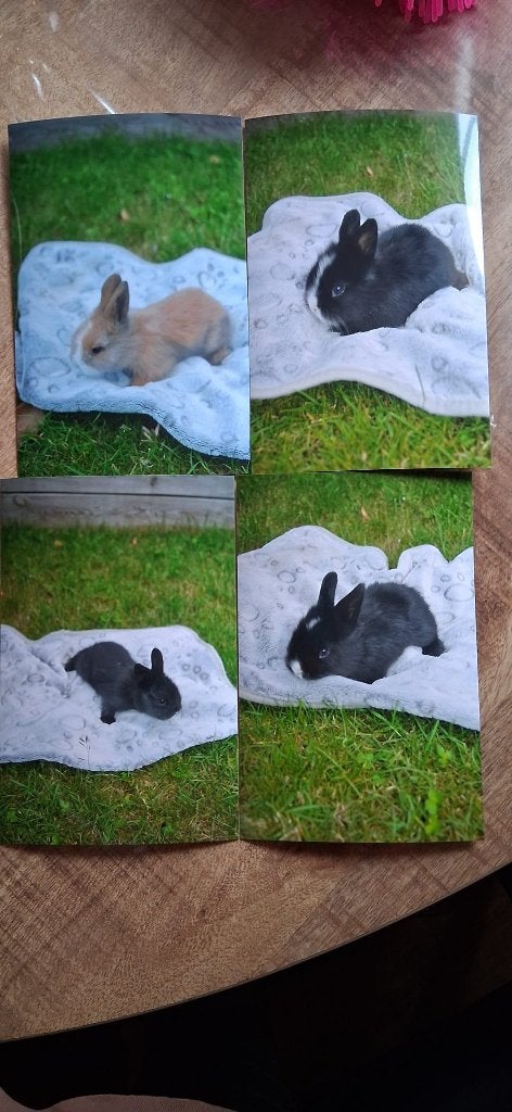 4 babykonijntjes, Dieren en Toebehoren, Konijnen, Meerdere dieren, Dwerg, 0 tot 2 jaar