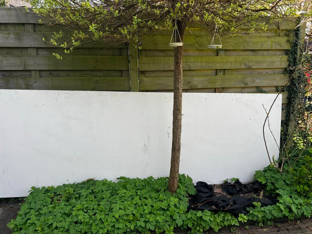 Trespa plaat 105x306x0,6 cm - Onderhoudsvrij voor boeidelen, Doe-het-zelf en Verbouw, Hout en Planken, Ophalen, Minder dan 25 mm