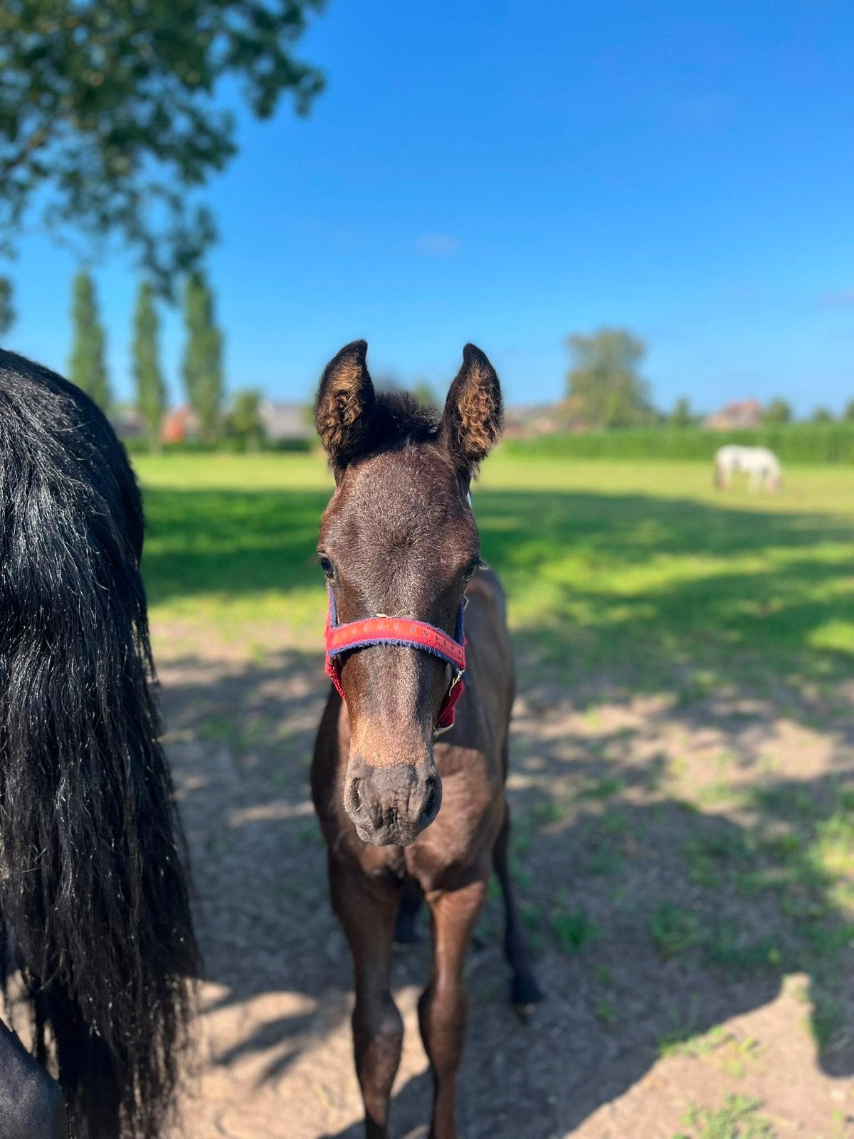Fries merrie veulen., Dieren en Toebehoren, Paarden, Merrie, Met stamboom, 0 tot 2 jaar, 160 tot 165 cm