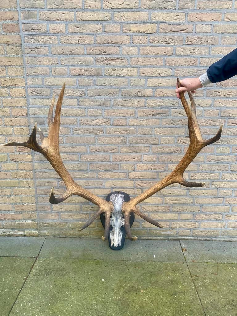 Hertengewei, Ophalen, Zo goed als nieuw, Hert, Gewei of Kop
