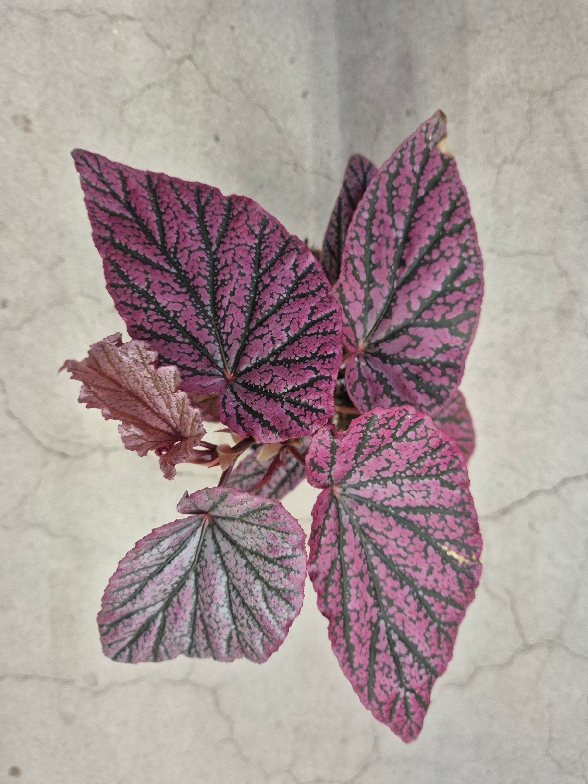 Begonia Sp Pink Pax p12 (2)