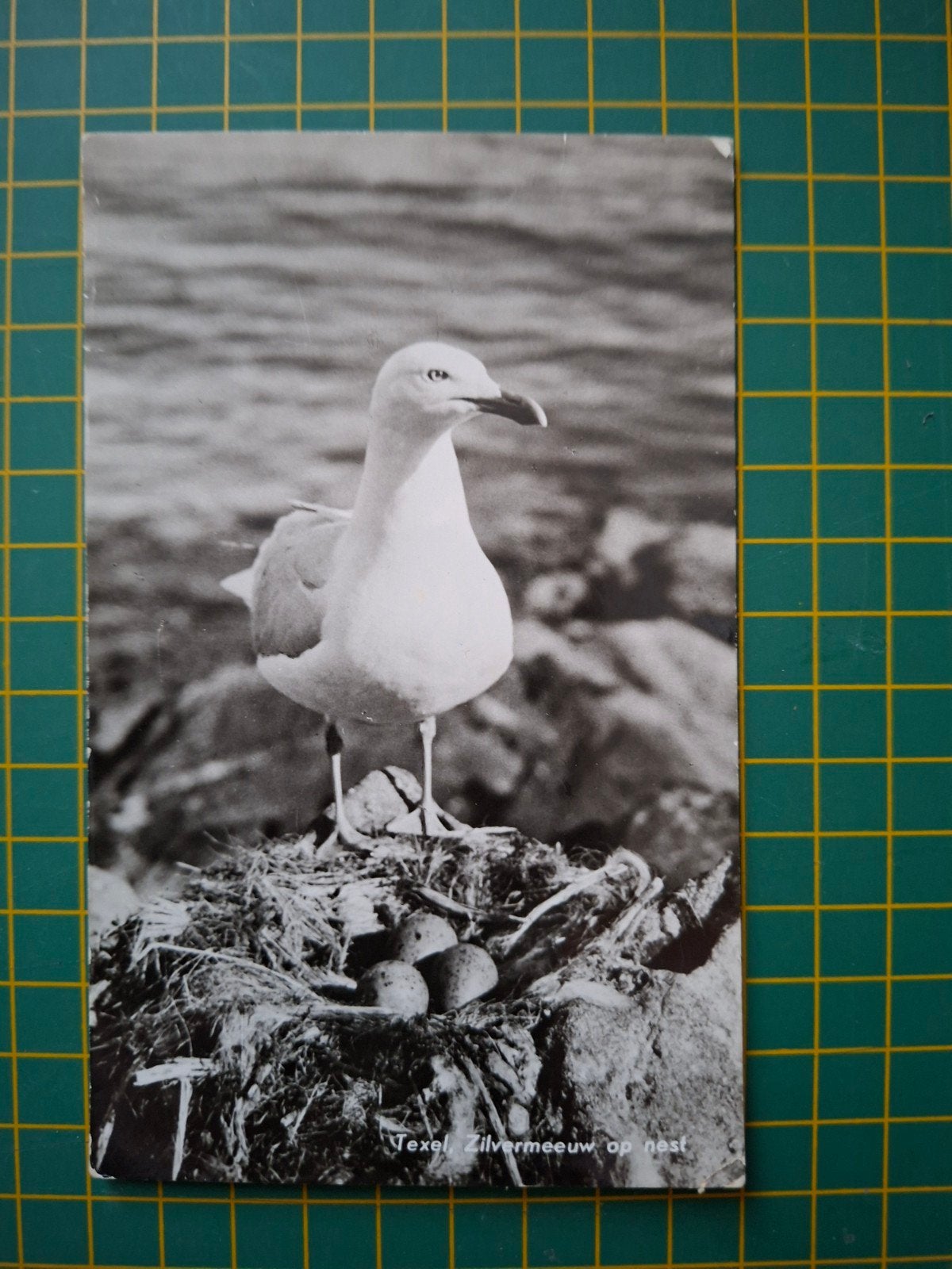 ansichtkaart, Texel Zilvermeeuw op nest., Verzamelen, Ophalen of Verzenden, 1960 tot 1980, Gelopen, Vogel