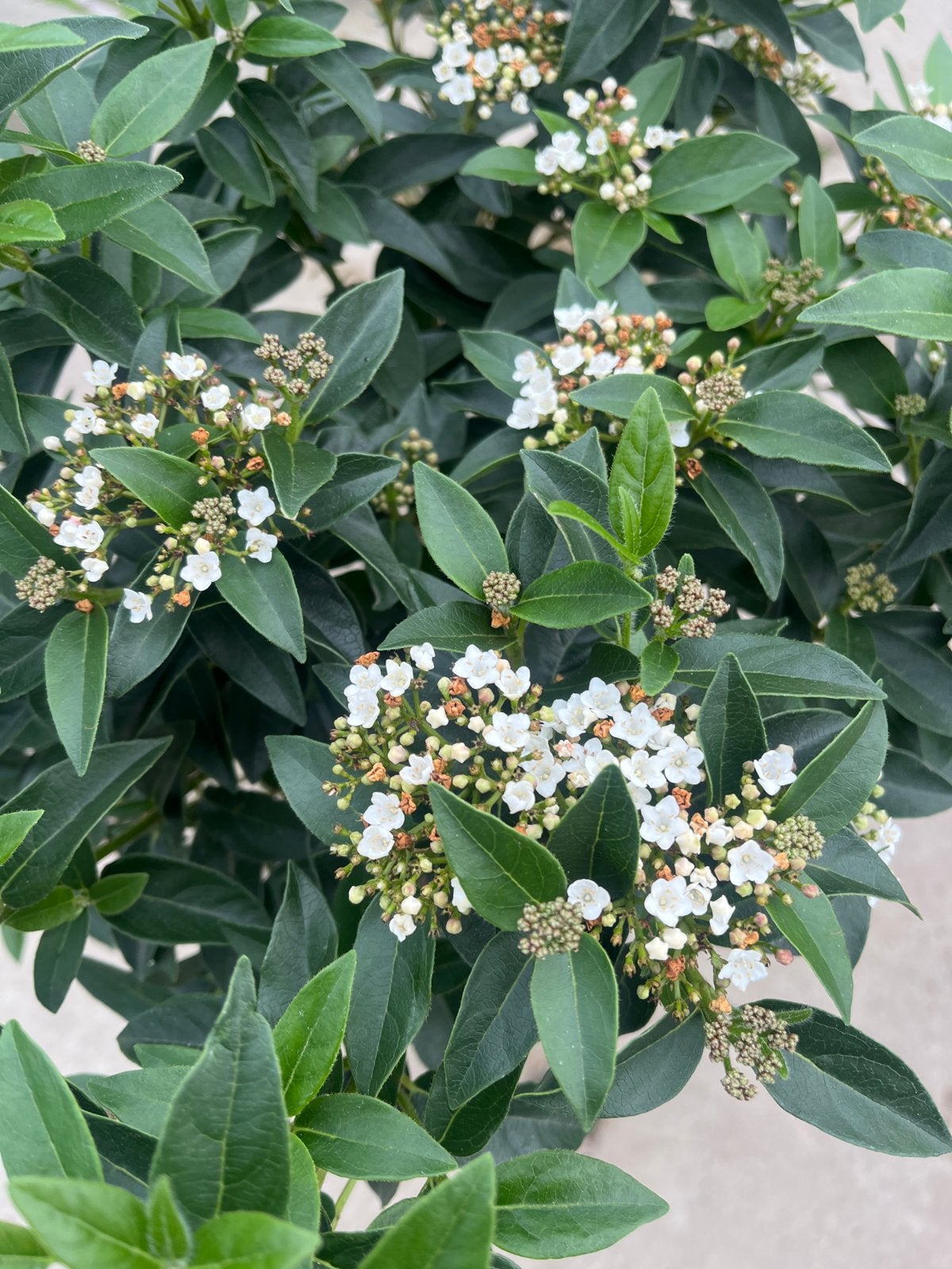 Viburnum Tinus op stam - Sneeuwbal stam 60 cm, Overige soorten, Volle zon, Vaste plant, Ophalen of Verzenden