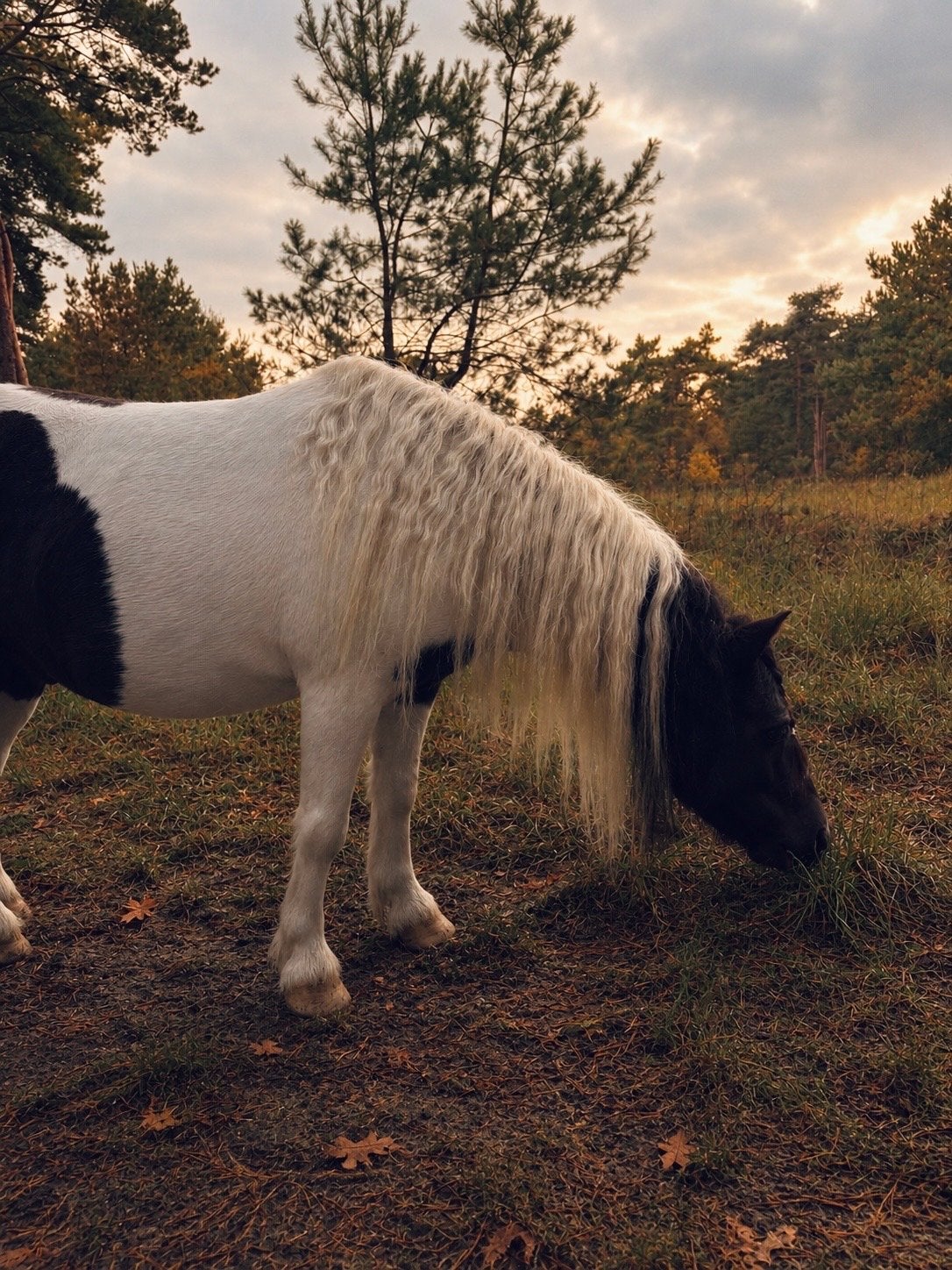 wilgentakken gezocht voor pony, omgeving drunen, Ophalen of Verzenden