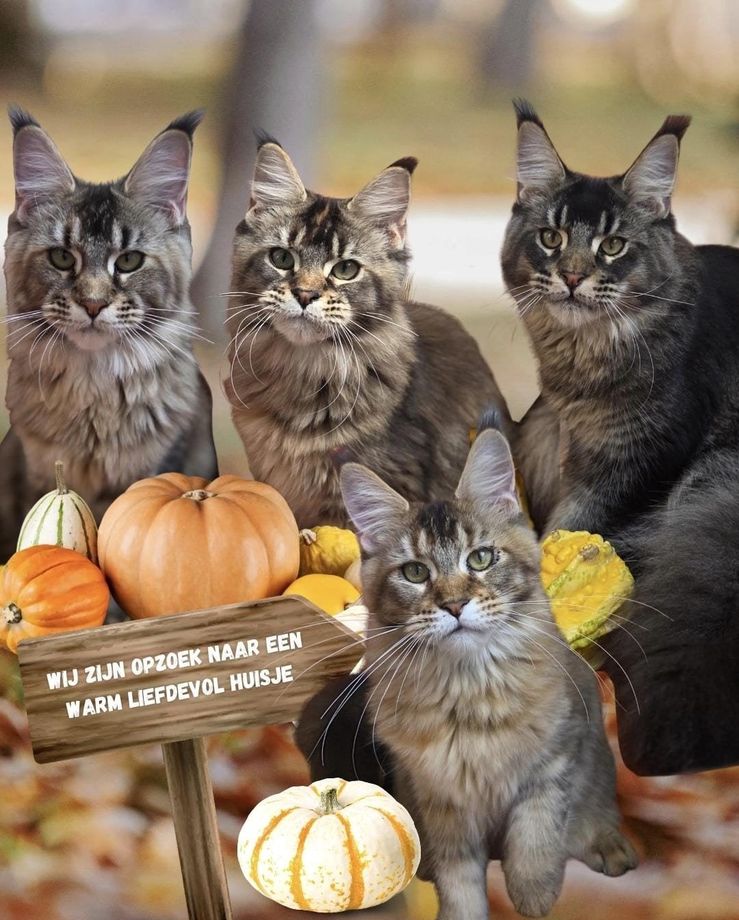 Maine Coon kittens met stamboom – uniek warm bruin, Dieren en Toebehoren, Meerdere dieren, Met stamboom, 0 tot 2 jaar