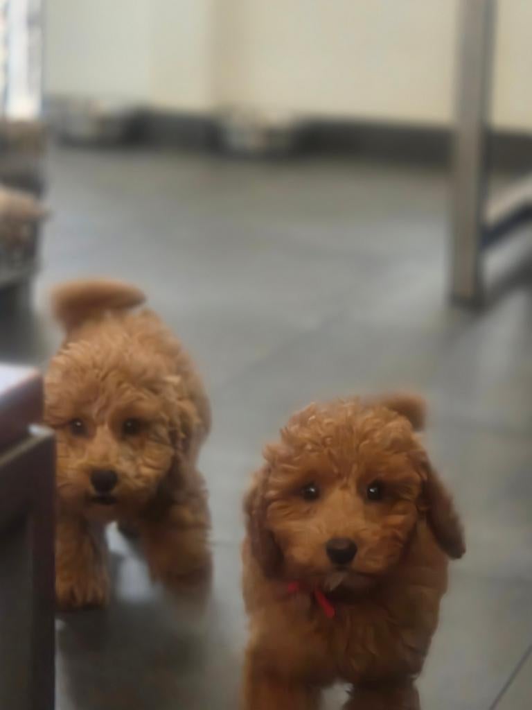 Toypoedel puppys, Dieren en Toebehoren, Overige rassen, 8 tot 15 weken, Meerdere, Meerdere dieren