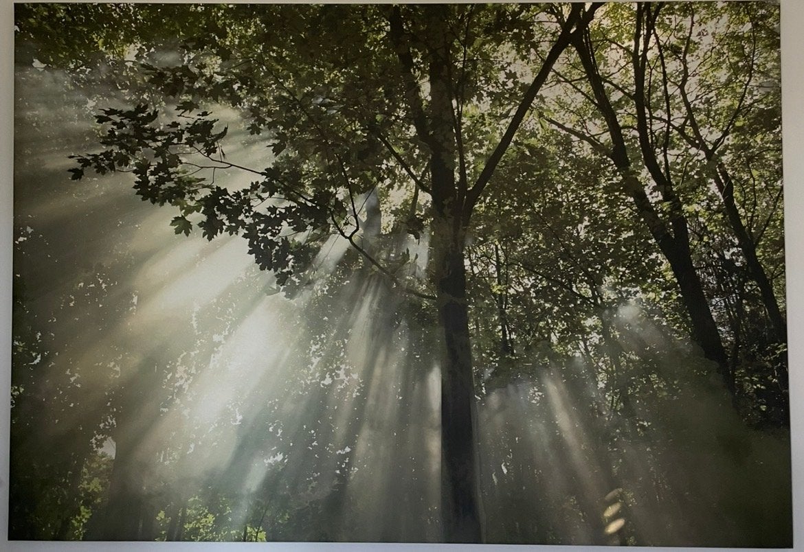 Groot doek met zonlicht door de bomen - 200x140 cm, Huis en Inrichting, Woonaccessoires | Schilderijen, Tekeningen en Foto's, Ophalen
