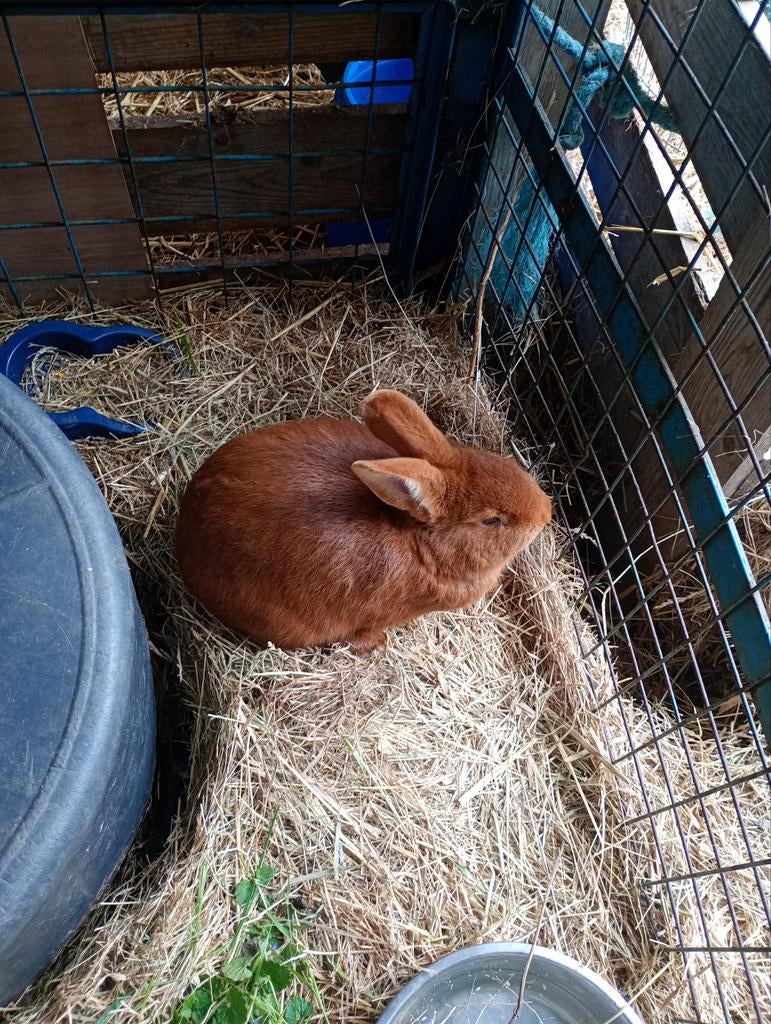 Nieuw Zeelander ram, Dieren en Toebehoren, Konijnen, Mannelijk, Middelgroot, 0 tot 2 jaar