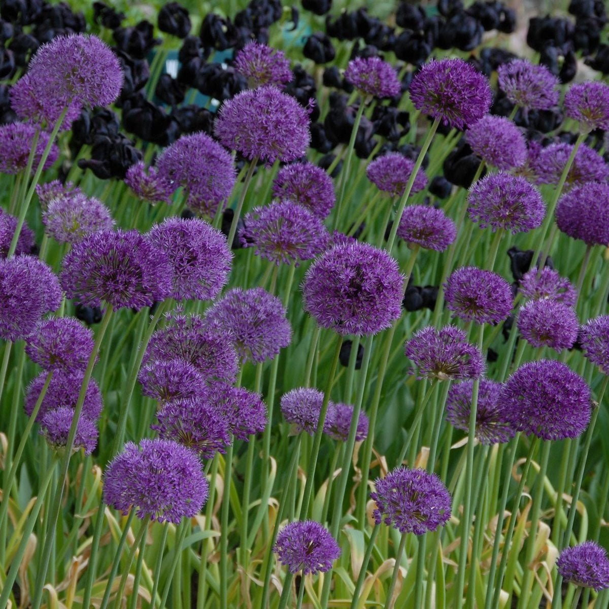 Prachtige paarse Allium bollen voor uw tuin 40 voor € 10,-, Tuin en Terras, Overige soorten, Volle zon, Vaste plant, Ophalen of Verzenden