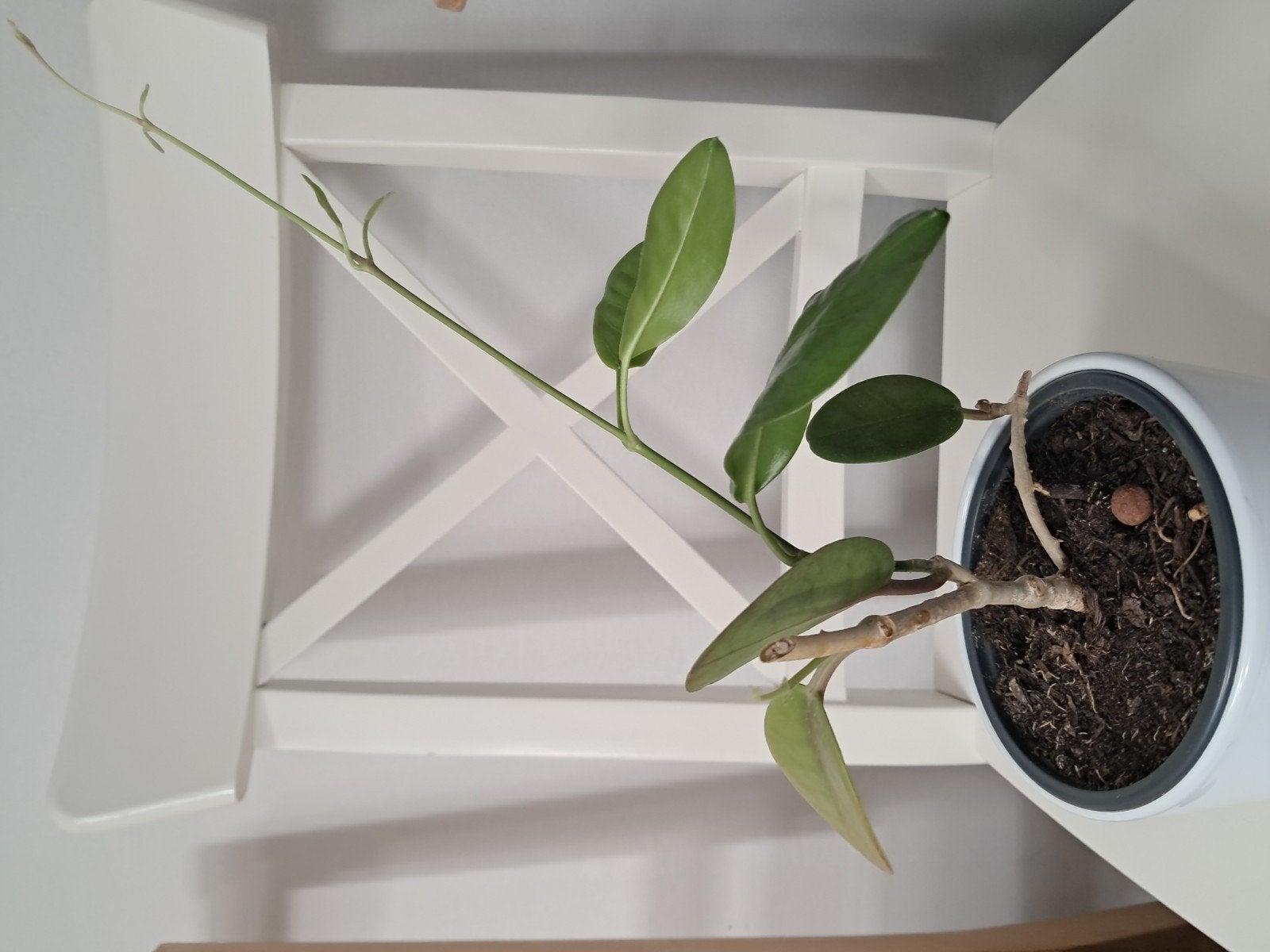 Hoya Australis..met jonge scheuten, Huis en Inrichting, Kamerplanten, Ophalen, Halfschaduw, Minder dan 100 cm