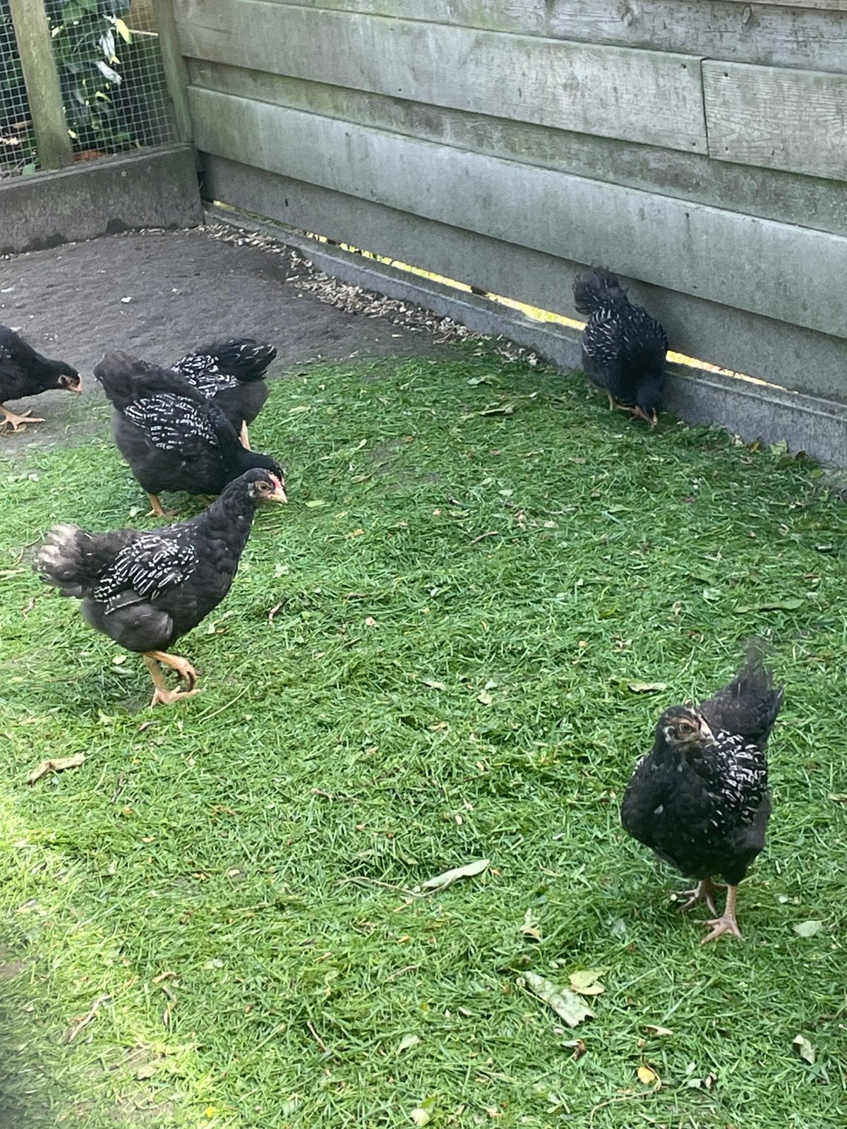 Barnevelder zilver dubbel gezoomd hennen kip kippen, Dieren en Toebehoren, Pluimvee, Vrouwelijk, Kip