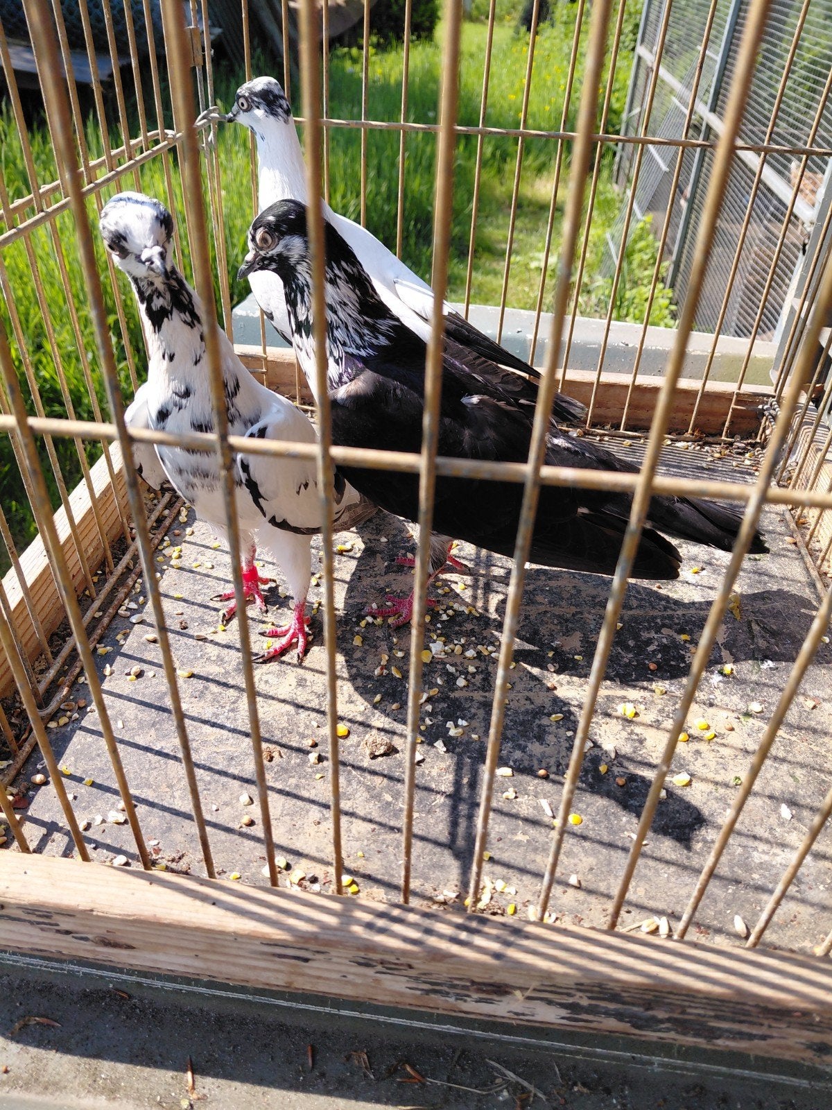 Wenertuimelaar, Meerdere dieren