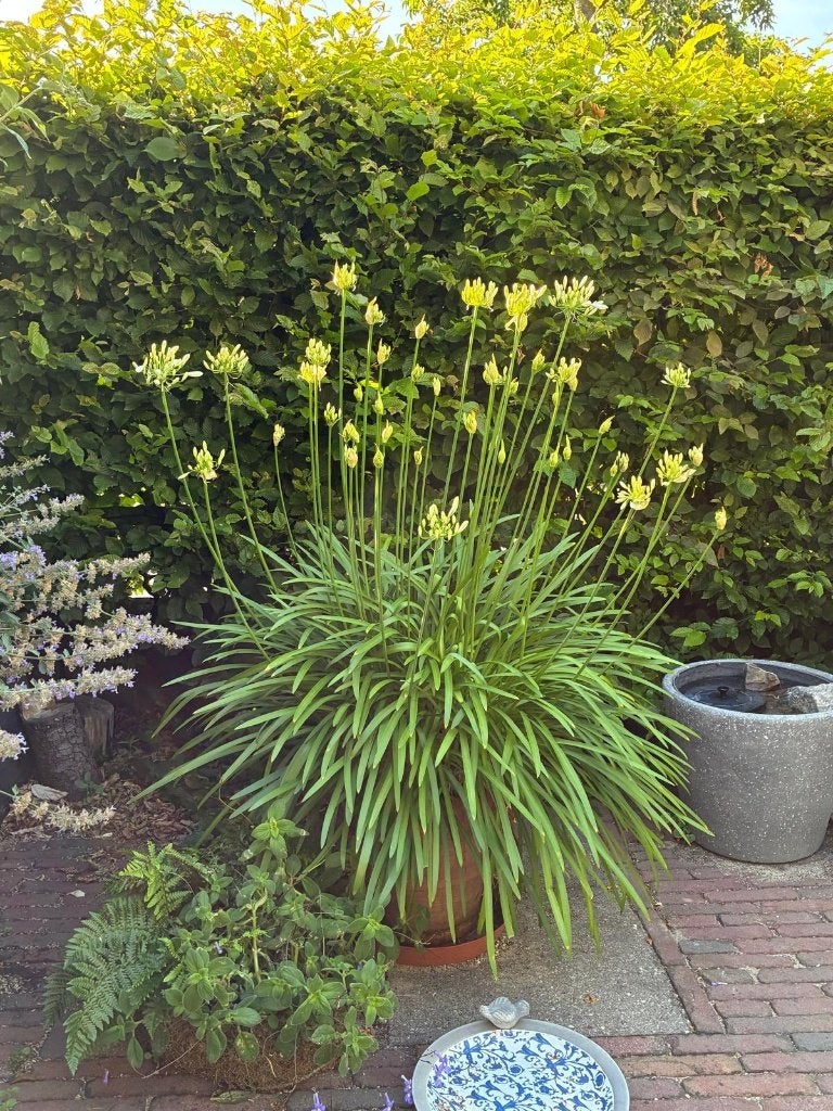 Agapanthus plant 2x, Ophalen, Overige soorten, Volle zon