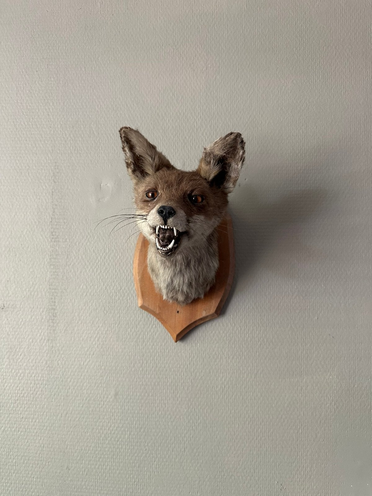 Opgezette vossenkop taxidermie, Ophalen of Verzenden, Wild dier, Opgezet dier
