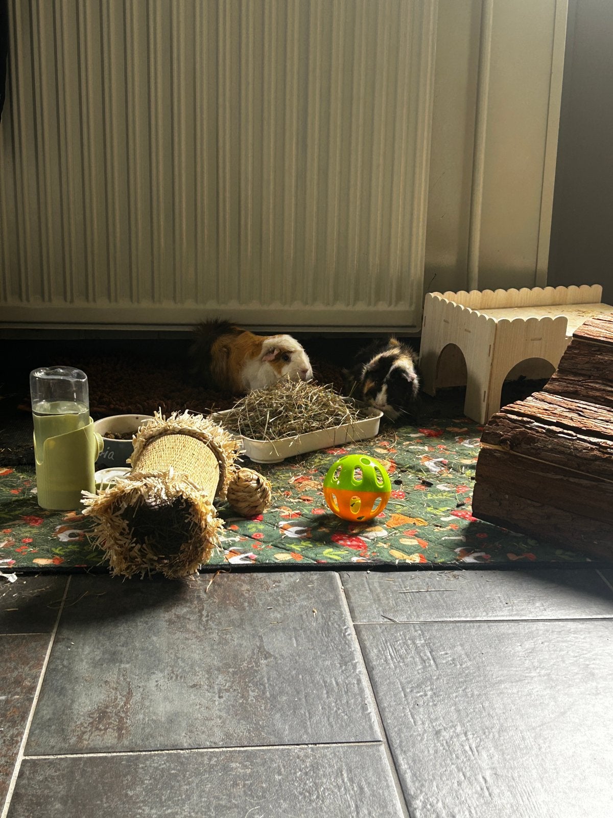 2 super leuke cavia’s, Dieren en Toebehoren, Knaagdieren, Cavia, Mannelijk, Tam, Oktober