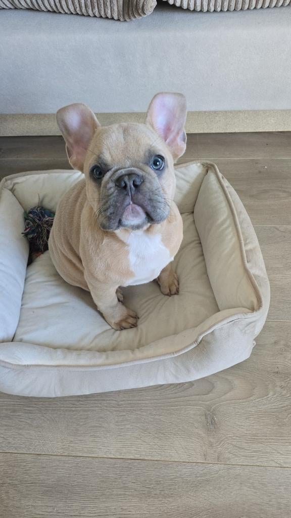 Franse bull, Dieren en Toebehoren, Honden | Bulldogs, Pinschers en Molossers, 15 weken tot 1 jaar, Reu, Parvo, Bulldog