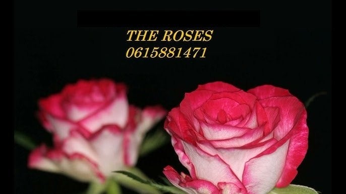 Allround duo The Roses, Contacten en Berichten, Muziek maken en Bandleden
