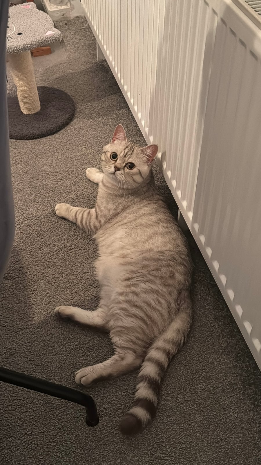 Britse dakkater beschikbaar voor dekking, lees beschrijving., Dieren en Toebehoren, Kater