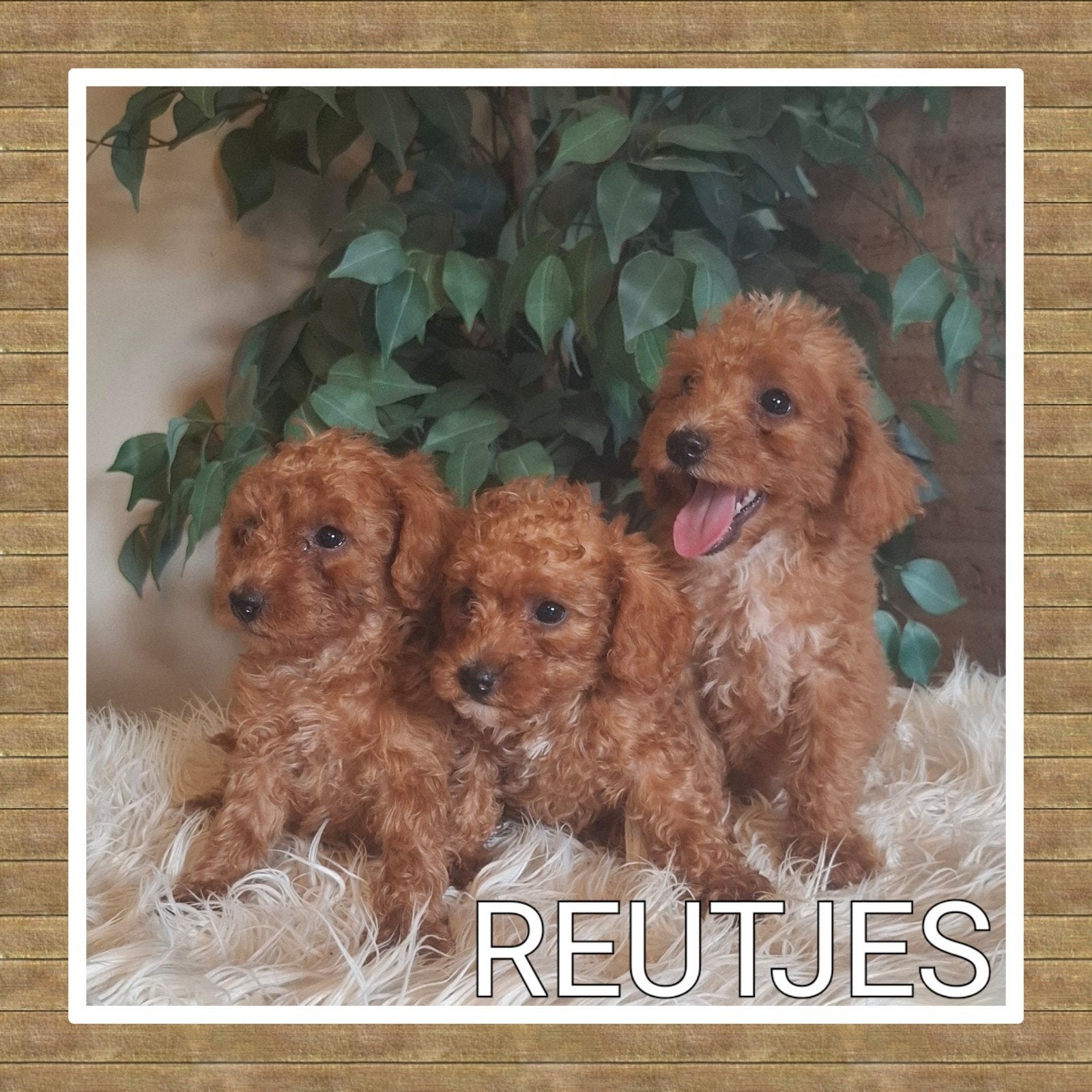 Toy poedel puppy's, Poedel, Parvo, 8 tot 15 weken, Meerdere