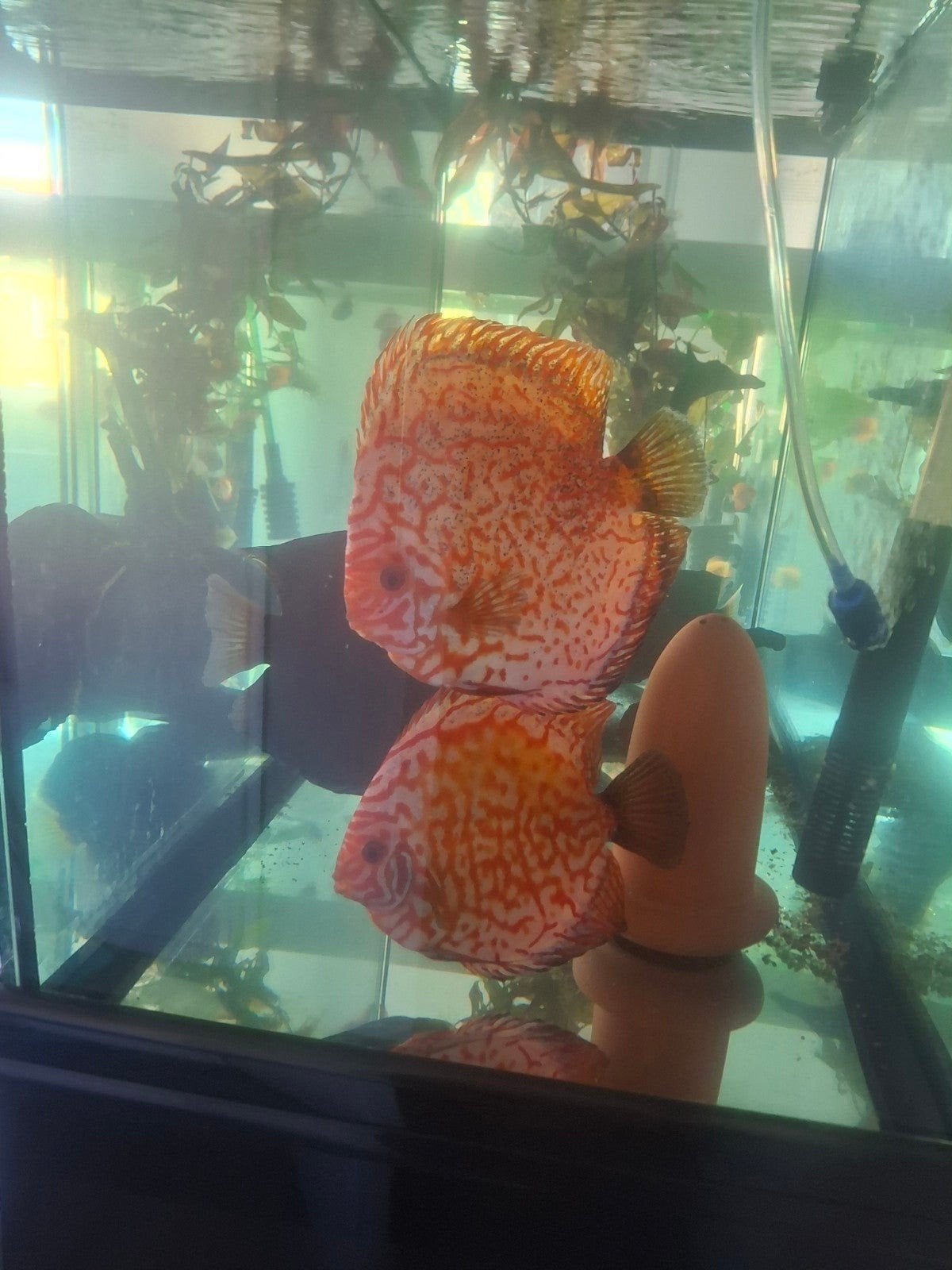 discusvissen xl waaronder 2 koppels, Dieren en Toebehoren, Vissen | Aquariumvissen, Vis