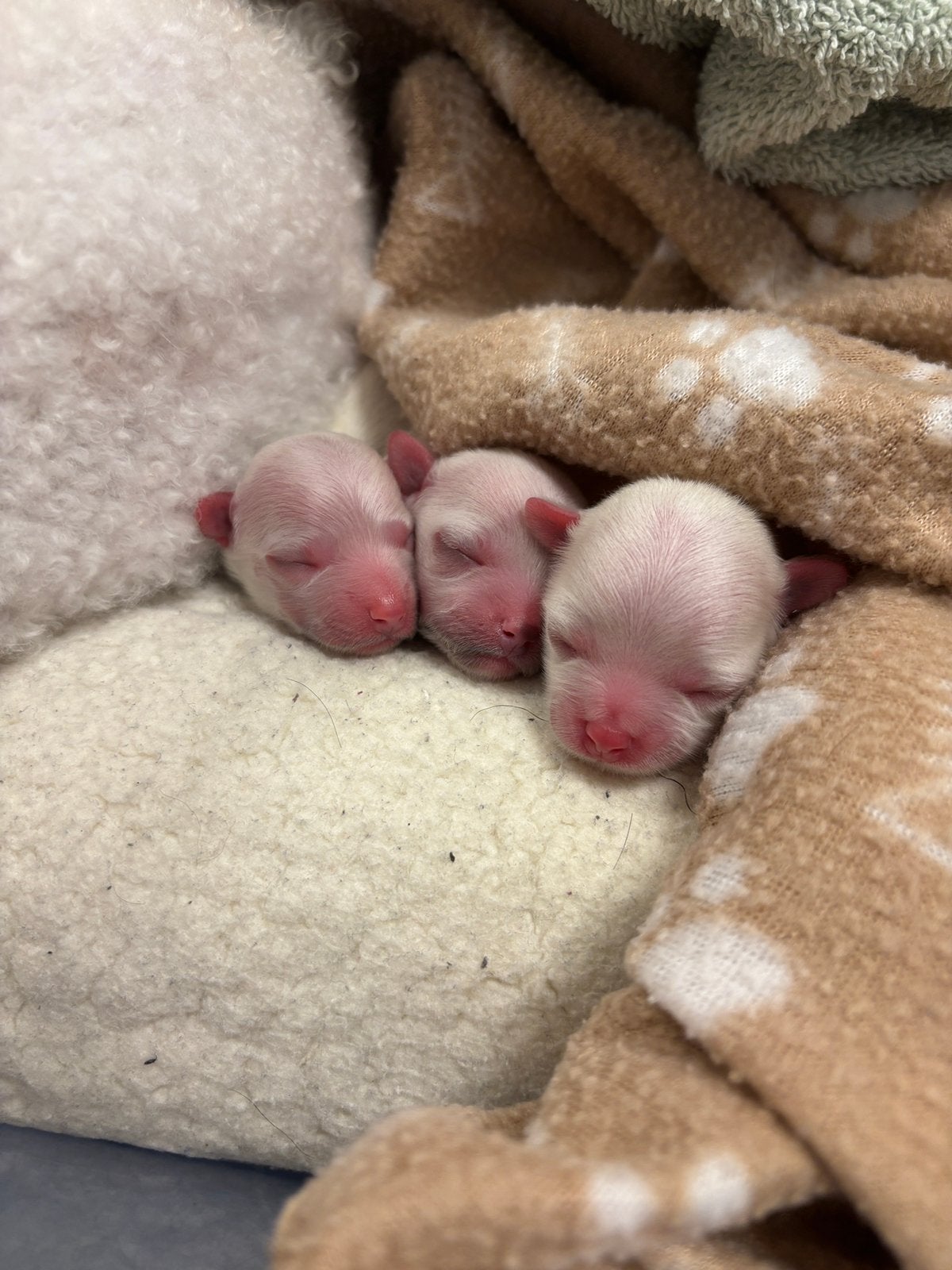 Te koop: 3 schattige Maltezer/Bichon-puppy’s, Overige rassen, Meerdere, Meerdere dieren, Nederland
