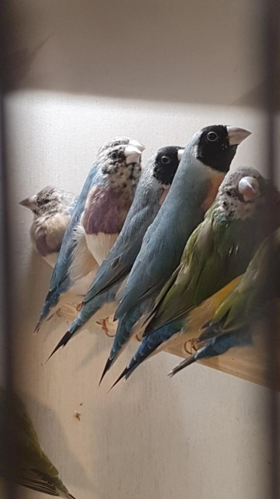Verschillende gouldamadines te ruil aangeboden. Zie adv., Dieren en Toebehoren, Meerdere dieren, Tropenvogel, Geringd