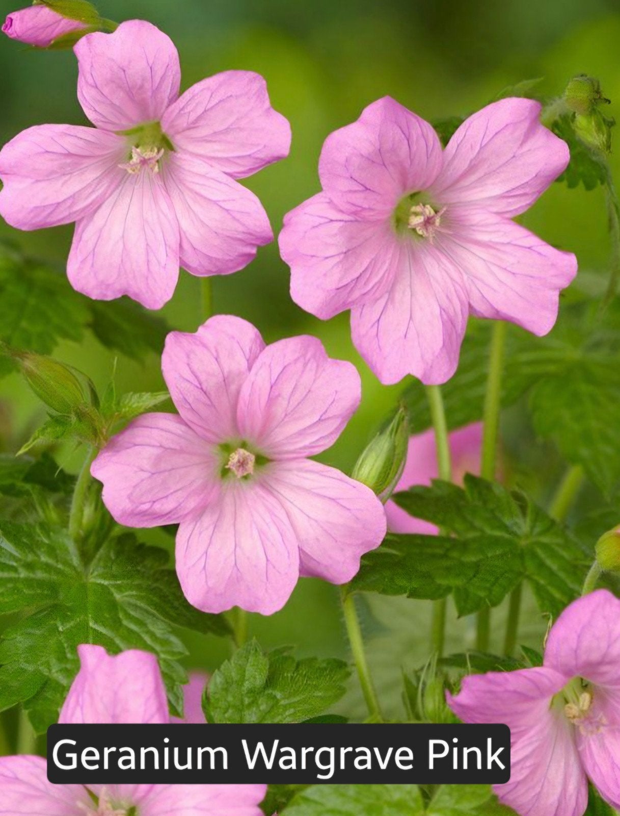 Geranium Wargrave Pink - Roze Ooievaarsbek, Ophalen