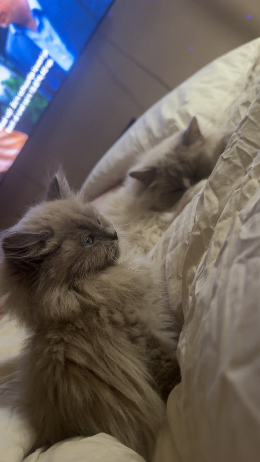 Raszuivere ragdoll kitten (m), Meerdere dieren, Langharig, 0 tot 2 jaar