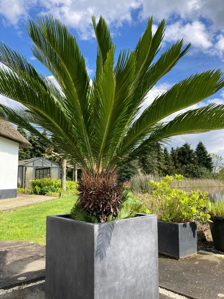 SCHITTERENDE CYCAS REVOLUTA 170 cm HOOG, Ophalen, Palm, Halfschaduw, In pot