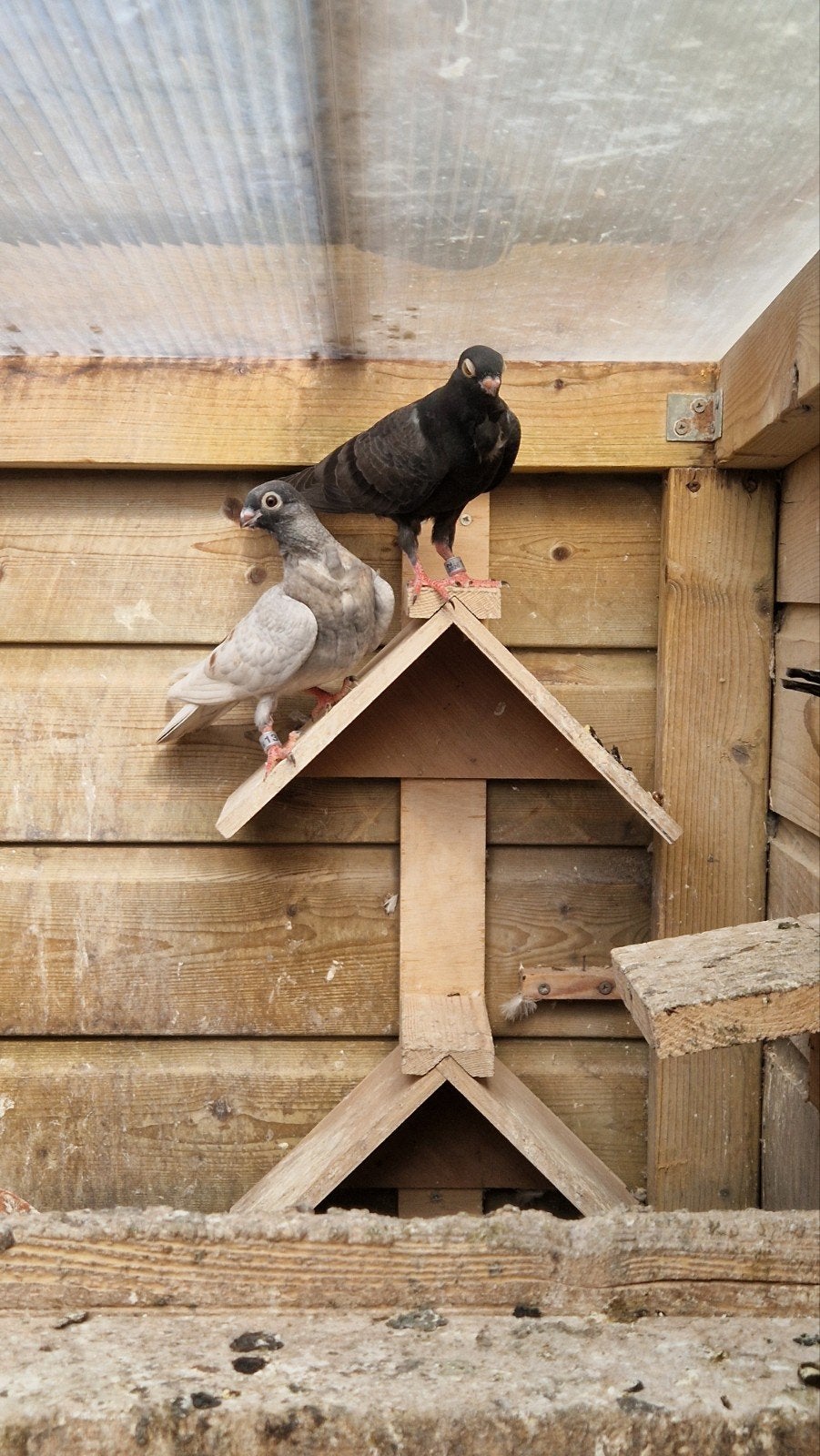 Te koop jonge figurita's, Dieren en Toebehoren, Vogels | Duiven, Geslacht onbekend, Overige soorten