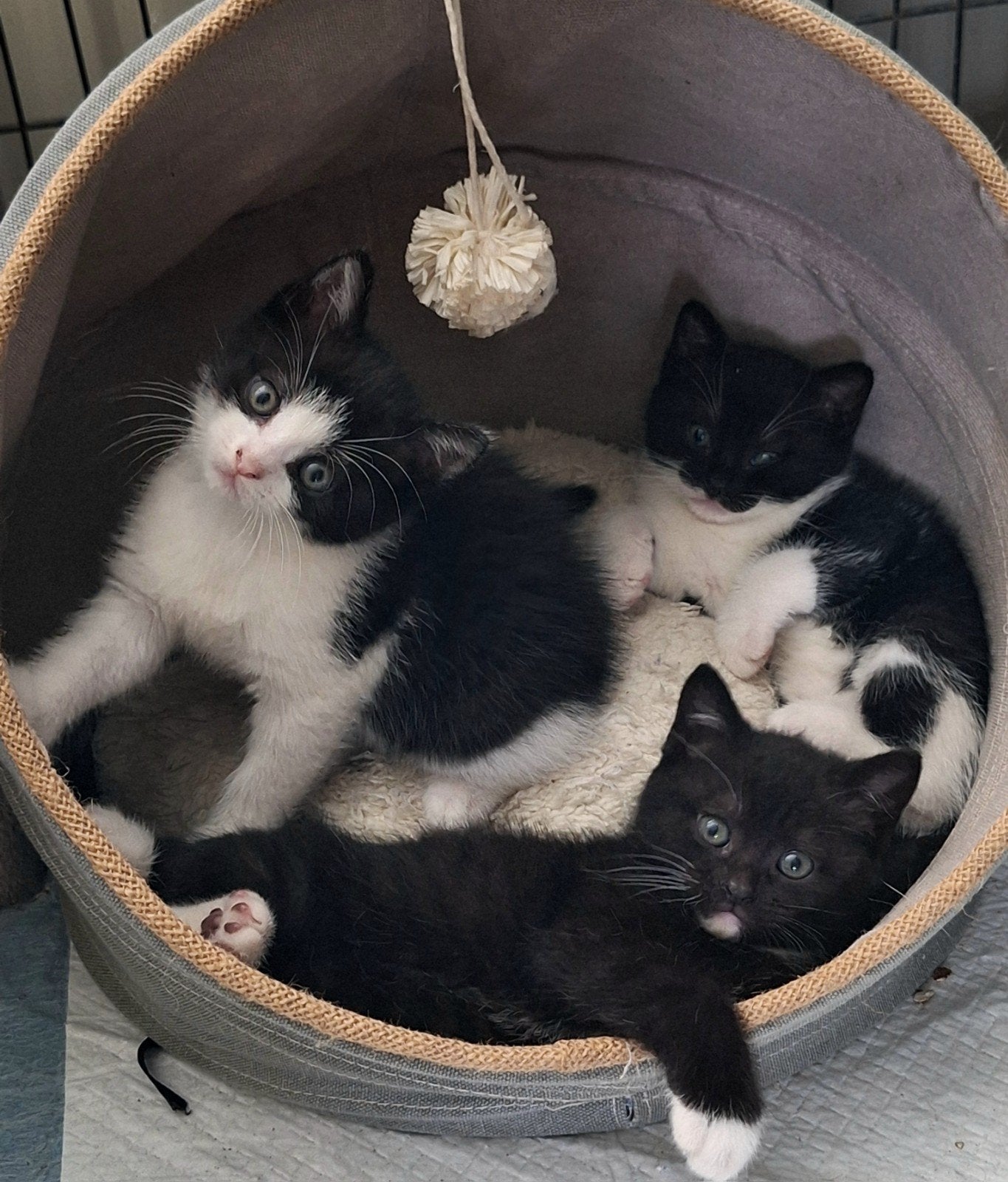 Half Britse Korthaar kittens, Meerdere dieren, Ontwormd