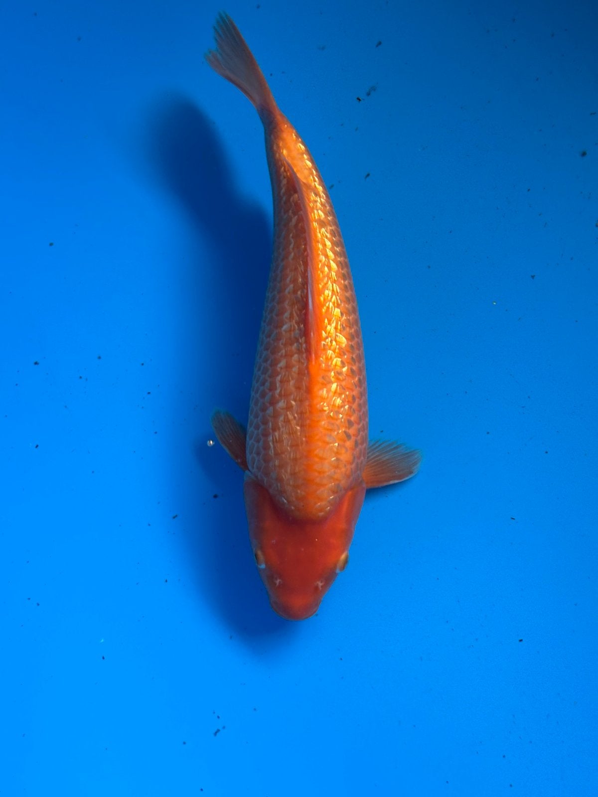 Ginrin yellow monkey, Dieren en Toebehoren, Karper of Koi