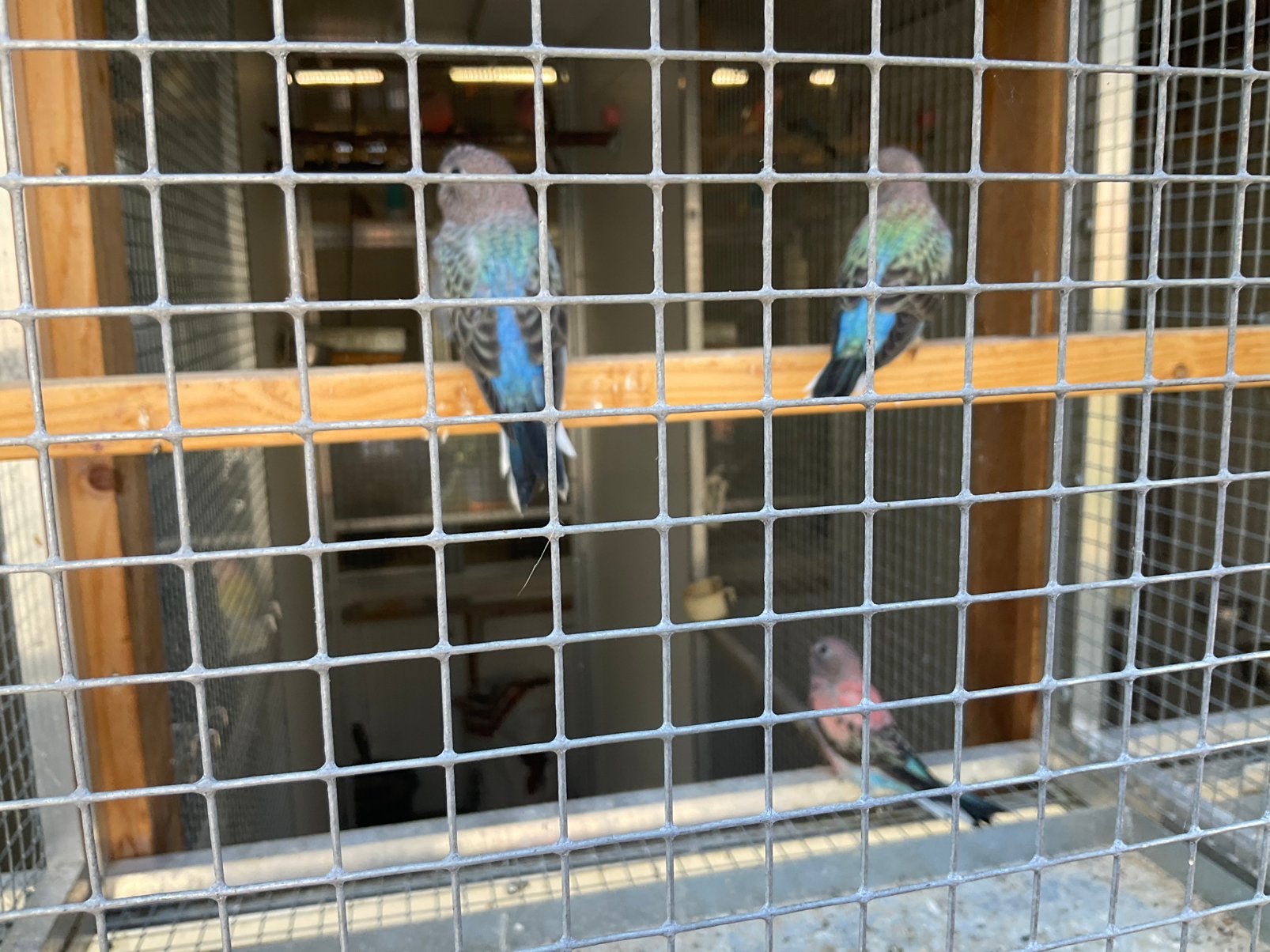 Bourke blauwe man te koop, Mannelijk, Parkiet, Geringd