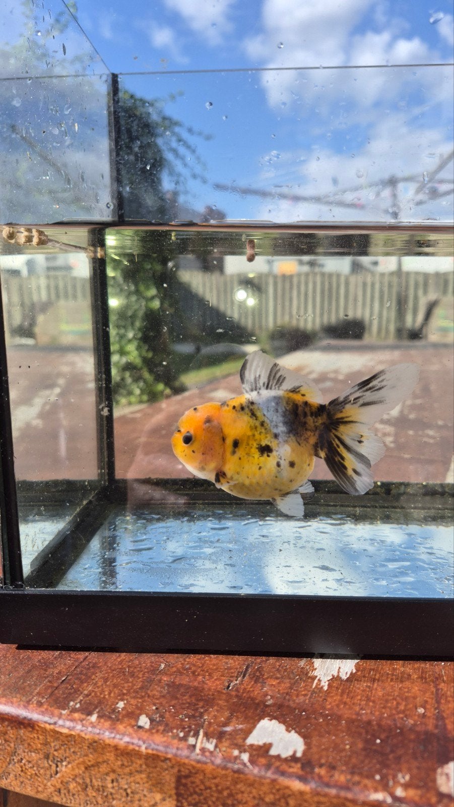 Oranda goudvis, Dieren en Toebehoren, Vis