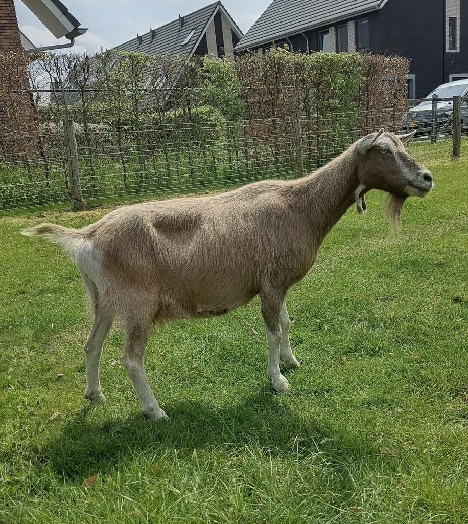 Toggenburger geiten te koop ( 2 stuks), Vrouwelijk, Geit