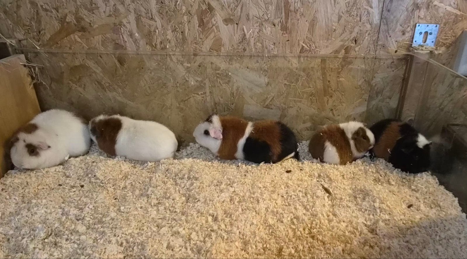 5 us teddy cavia zeugjes, Dieren en Toebehoren, Januari, Vrouwelijk, Cavia