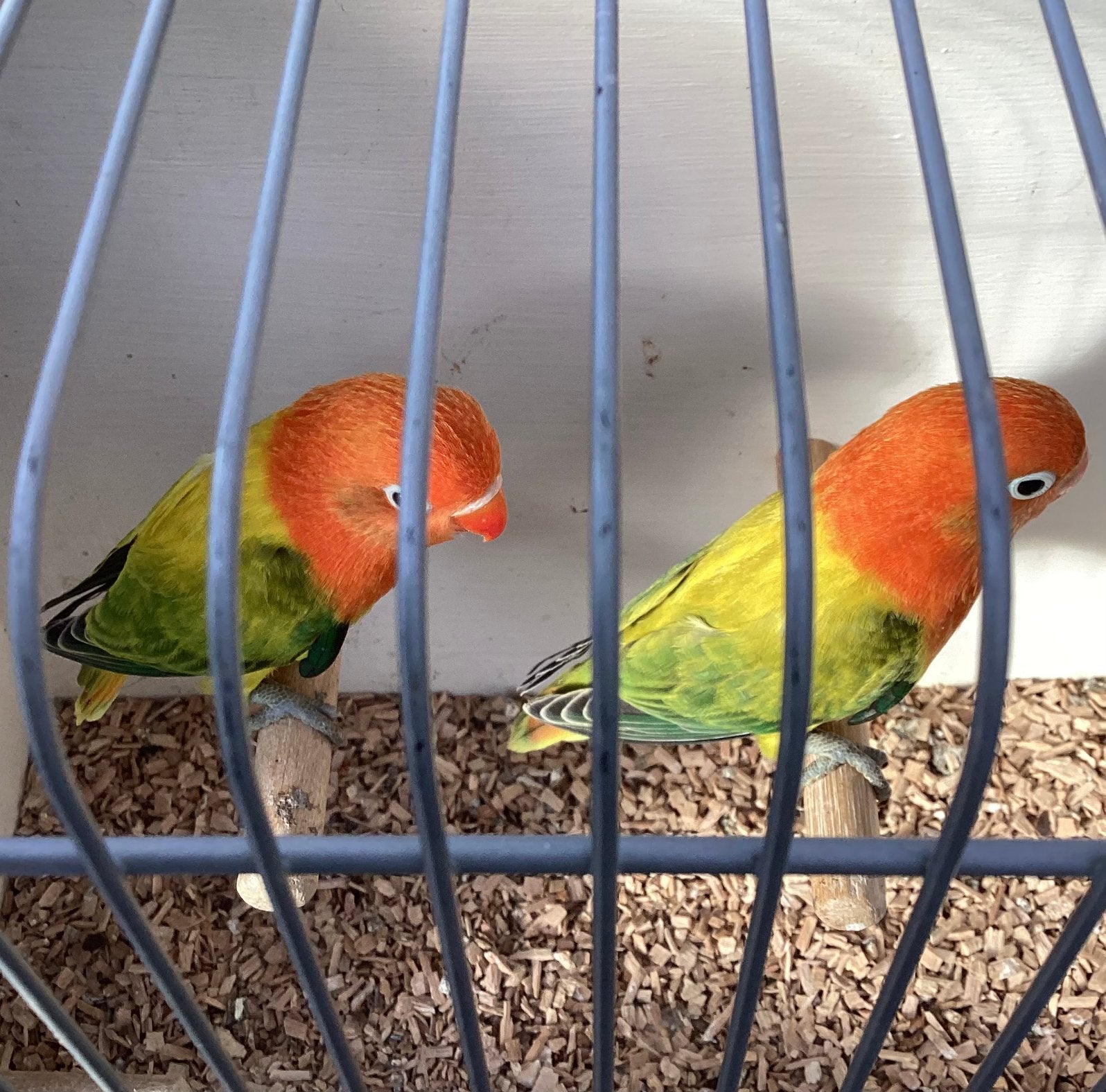 Fischeri euwing opaline, Dieren en Toebehoren, Meerdere dieren, Dwergpapegaai of Agapornis, Geringd