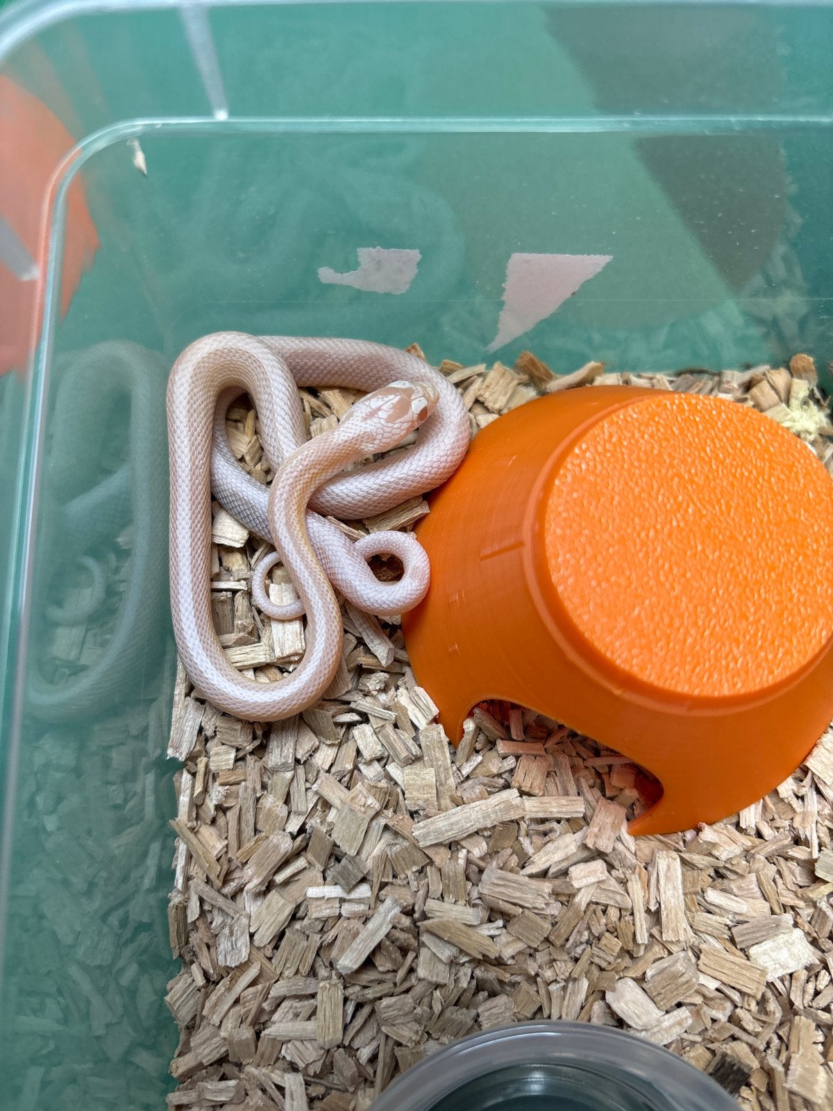 Div Rattenslangen 2026 Rat Snake photo 5