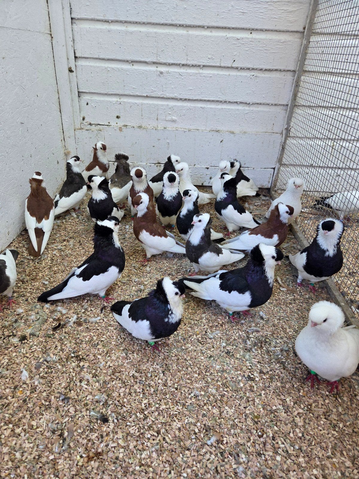 fleyehazer tuimelaars ook witte, Meerdere dieren, Overige soorten